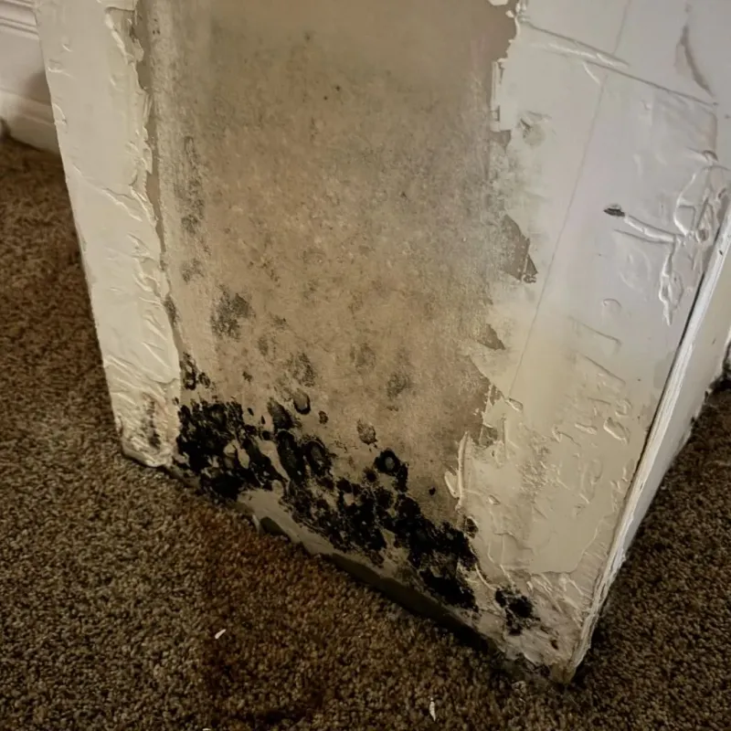 Professional Mold Removal in Woodland Park, CO